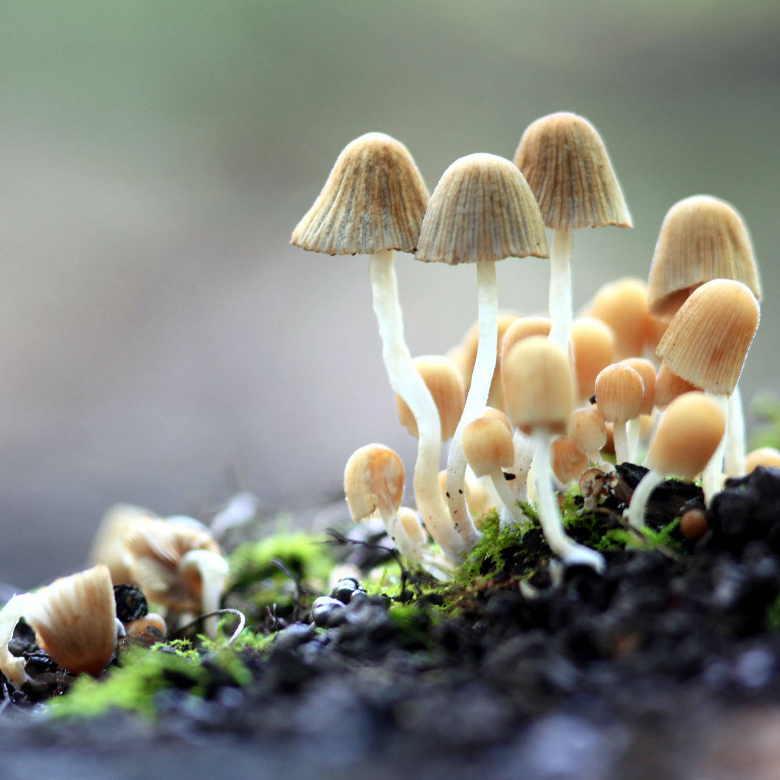 11 Ways Fungi Could Save The TOGETHERBAND